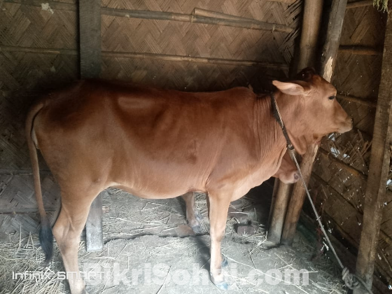 আমাদের ঘরের হারুল গরু